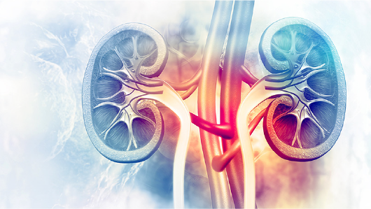 Certificate in Nephrology
